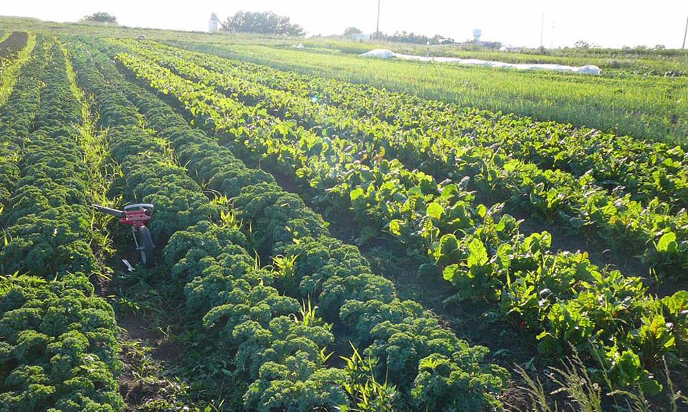 कीट आर्कषित फसल Trap Crop
