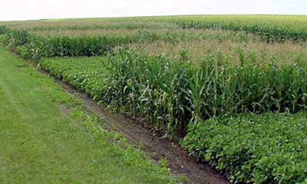 फसल चक्र Crop Rotation