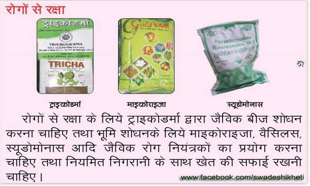 ट्राइकोडर्मा का महत्त्व व उपयोग Trichoderma