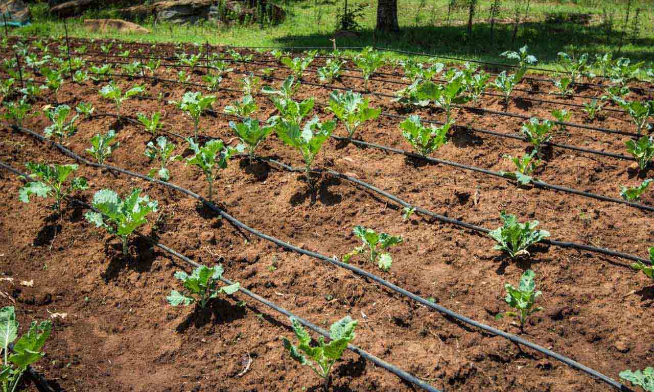 ड्रिप सिंचाई Drip Irrigation, Saving water, Agriculture