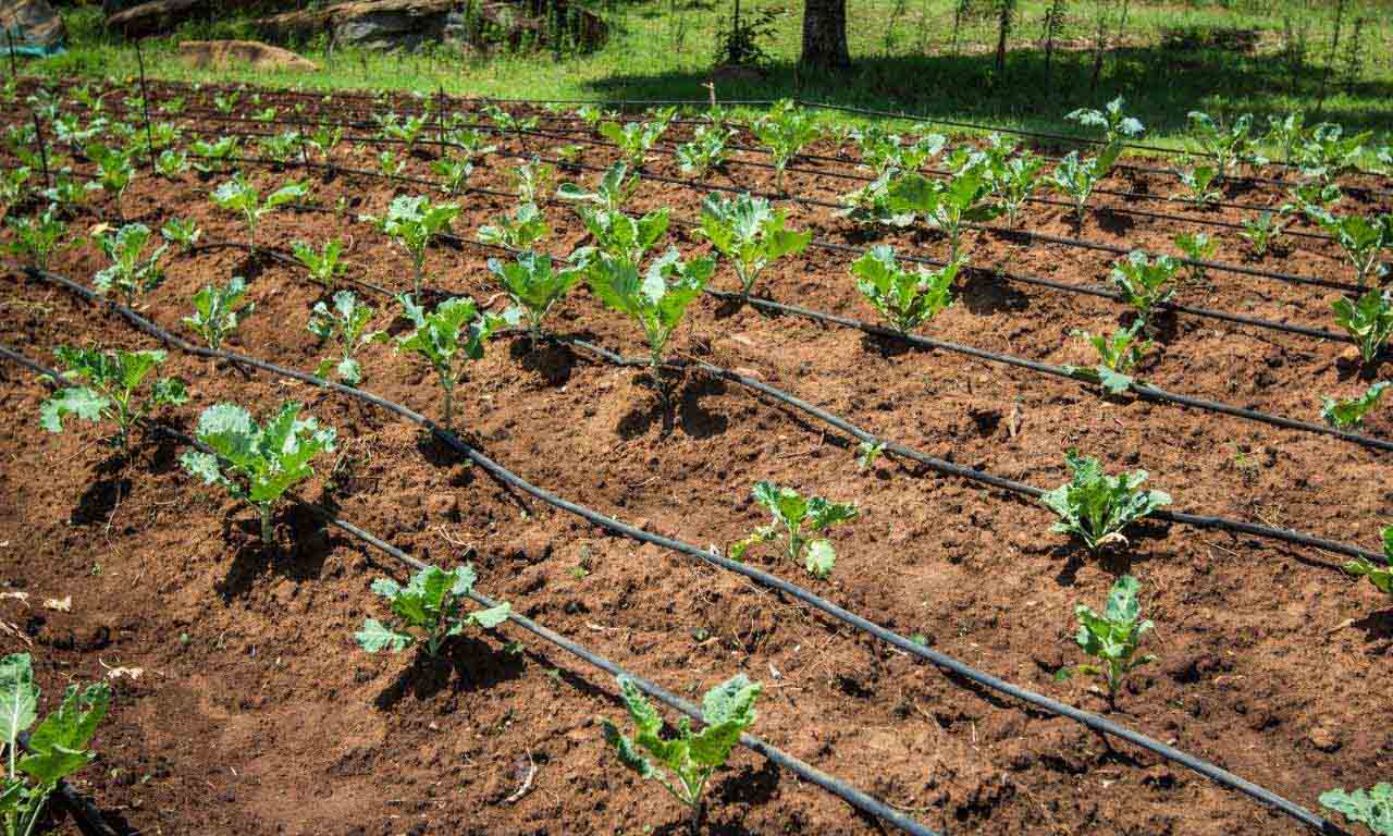 Drip Irrigation, Saving water, Agriculture