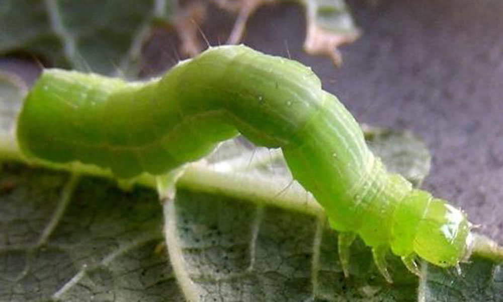 इल्ली Caterpillar