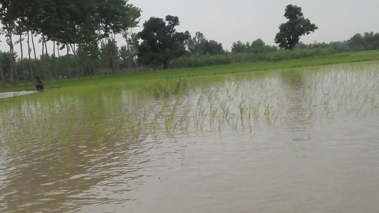 रेखा नेचुरल फार्म