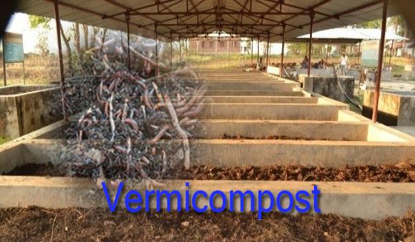 वर्मी कम्पोस्ट के लाभ वर्मी कम्पोस्ट के लाभ