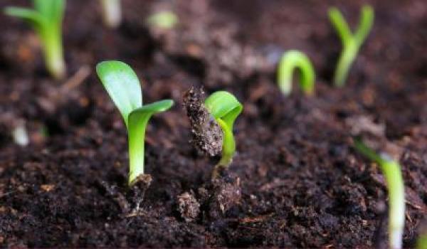जीवाणु खाद Organic Farming, Organic Fertilizer